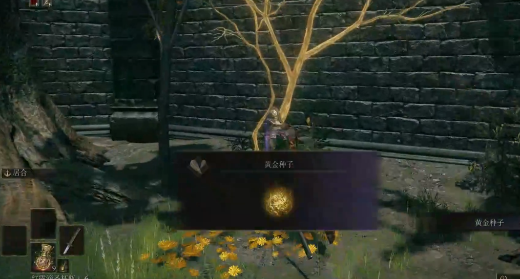 艾尔登法环黄金种子怎么获得